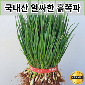 국내산 흙쪽파 / 다듬은 쪽파 깐쪽파 쪽파김치 김장 잔파 쪽파한단 쪽파 파1단 국산 흙쪽파 쪽파 실파 파김치용 파절이용 노지쪽파 잔파 파, 1박스