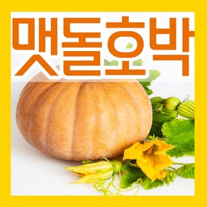 맷돌호박 씨앗 30립 맷돌호박씨 늙은호박 씨 파종재배