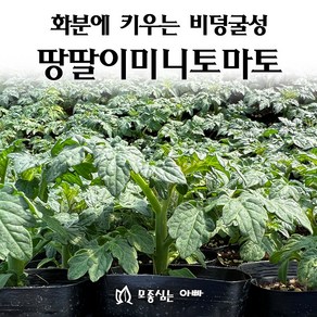 [모종심는아빠] 땅딸이토마토 모종 빨강, 1개