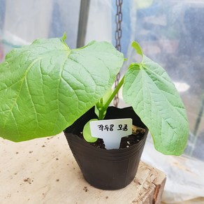 [씨앗맛집] 백미작두콩 흰 건 작두콩 건작두콩 콩 비염 차 씨앗 모종 종자 재배 키우기, 1개