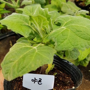 [모종모종]야콘 모종, 1개
