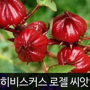 히비스커스 씨앗 로젤 종자 꽃씨 꽃차 야생화 20알