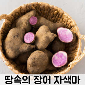 땅속의 장어 신선하고 맛 좋은 국내산 자색마 / 마 자주색마 생마 국내산마 국산마 국내산자색마 국산자색마