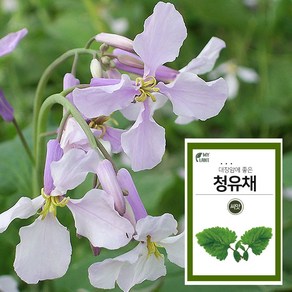 마이플랜트 청유채 50립 채소 씨앗 베란다 텃밭 가꾸기, 1개