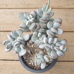 [수암다육] 방울복랑 랜덤발송 Cotyledon obiculata cv 랜덤발송 다육 다육이 다육식물 329, 1개