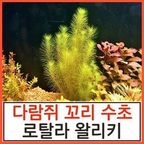 수초하우스) 로탈라 왈리키, 4개