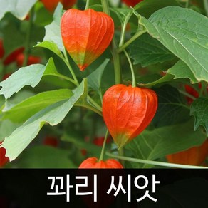 꽈리 씨앗 꽈리씨 종자 과일 재래종 토종 씨 50알, 1개