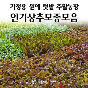 [모종심는아빠] 상추 모종 모음