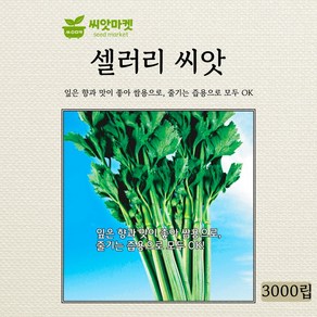 KS종묘 셀러리 씨앗 3000립, 1개