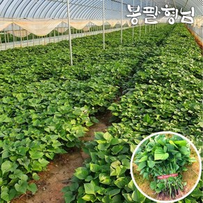 꿀고구마모종 1kg 고구마순 신품종 해남농장, 발송일:2024-05-30, 1개