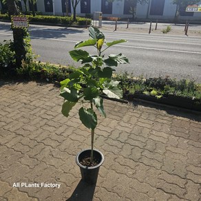 그린식물팜 휘커스움베르타 외목대 대품 반려식물