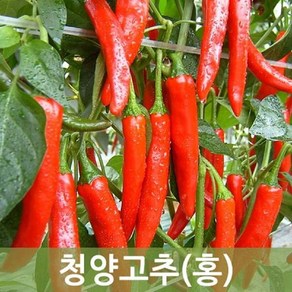 국내산 청양 홍고추 10kg 5kg 1kg 매운고추 매운홍고추 (건고추용), 청양홍고추 5kg(건고추용), 1박스