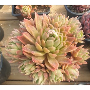 [수암다육] 상부련 랜덤발송 Echeveria agavoides 'Prolifera' 다육 다육이 다육식물 국민다육 쏘후렌 소후렌