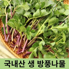 [ 국내산 ] 신선한 국내산 갯방풍 1kg 400g 봄나물 방풍나물 해방풍 생 갯방풍나물 방풍나물1kg 방풍 나물 방풍나물장아찌 봄나물 금오도방풍나물 갯방풍 방풍나물2kg