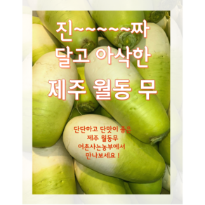 제주무 월동무 제주월동무 무우 5kg 10kg, 1개