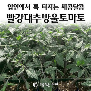 [모종심는아빠] 입안에서 톡 터지는 새콤달콤 빨강대추방울토마토 베타티니, 모종3컵, 1개