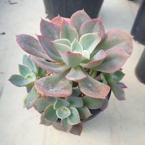 [수암다육] 블루칸테 랜덤발송 Echeveria 'Cante' (Blue) 다육 다육이 다육식물 497