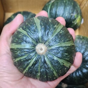 [제주 산지직송] 미니 밤호박 보우짱 단호박, 1박스, 2kg(3과~9과)