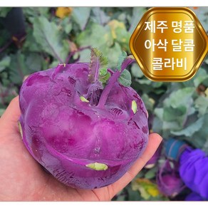 <가람유통> 제주 특품 아삭달콤한 제철 콜라비, 1개, 3kg