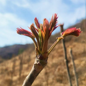 [특품선별] 농장직송 친환경 참죽나물 가죽나물, 1개, 500g