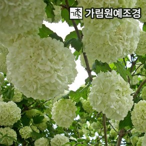 수국백당나무 불두화 묘목 4년생 대품 개화주 가림원예조경