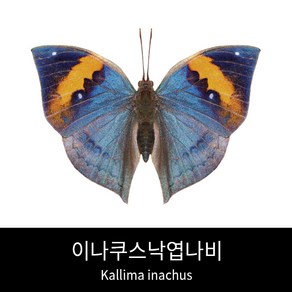 이나쿠스낙엽나비표본 Kallima inachus