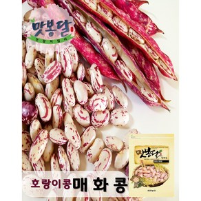 맛봉달 2023년 호랑이콩 매화콩 얼룩이콩 강낭콩 울타리콩 새알콩 중국산, 500g, 1개