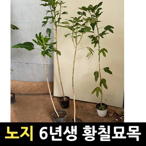 [노지황칠묘목] 6년생 황칠나무 묘목, 1개