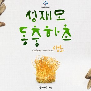 [성재모동충하초] 생초1통(85g), 1개