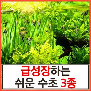 수초하우스(달팽이 없음) 급성장하는 쉬운 수초 3종 세트(총32줄기)