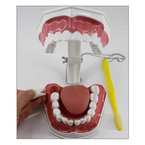 치아모형 혀모형 치과이빨모형 이빨분리 치아실습, 11비율 입