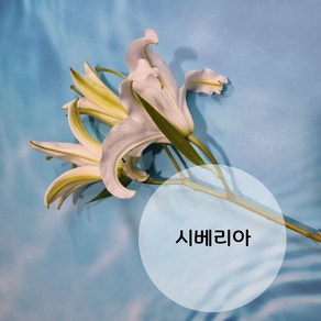 백합 꽃메일 꽃배달싼곳 생화 시베리아백합 르네브백합 꽃메일 한단 5송이 꽃다발 백합꽃