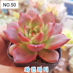 다육식물- 희귀 다육 100가지 모아보기, [NO. 51] 7.5cm 포트, 1개