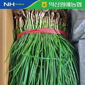 [농협] 국내산 신선 흙쪽파 2kg/1단