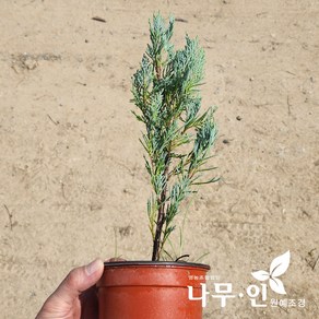 [나무인] 블루엔젤 포트묘 5개
