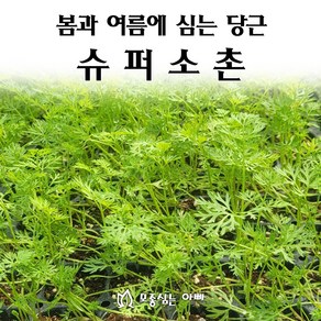 [모종심는아빠] 추대가 안정적인 봄과 여름에 심는 당근 슈퍼소촌 모종, 모종12개, 1개