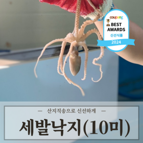 최상급 살아있는 자연산 산낙지, 1세트, 세발낙지 10마리