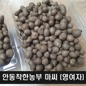 안동참마 씨앗 영여자 2키로 (정직을 배달합니다), 1개, 마씨 2키로