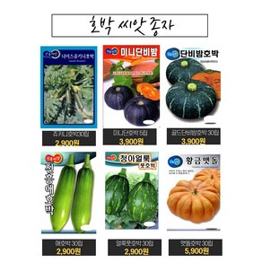 맛있고 당도높은 호박씨앗 단호박 맷돌 쥬키니 땅콩 풋호박 종자 모음세트 (단호박 맷돌호박 쥬키니 애호박 풋호박 땅콩호박 모음세트), 나이스쥬키니 30립, 1개