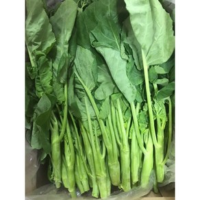 카나 동남아시아채소 국내재배 카나 500g 카나(KANA)(GAILAN)Chinese broccoli