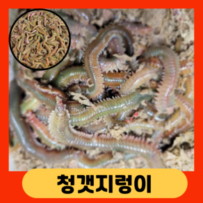 정원수산 싱싱한 청갯지렁이 청개비 지렁이 미끼 밑밥크릴 감성천하 바다낚시 집어제