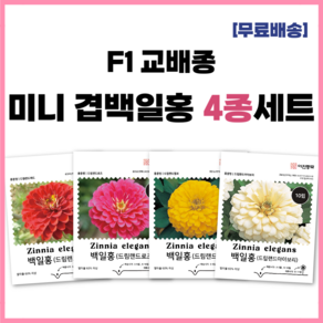 F1 교배종 미니 겹백일홍씨앗 4종세트 키작은 백일홍 종자 씨 드림랜드 로즈 옐로 아이보리 레드