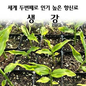 [모종심는아빠] 세계에서 두번쨰로 높은 향신료 생강 모종(컵포트), 1개