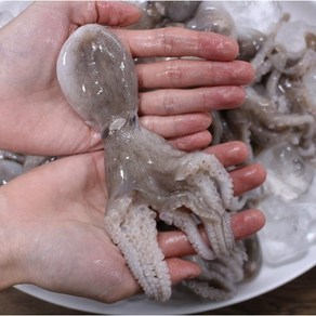 [미친 신선도! ] 갓 잡은 서해 활쭈꾸미 살아있는 탱탱함 (금어기 기간 중 급냉 출고), 1개, 1kg