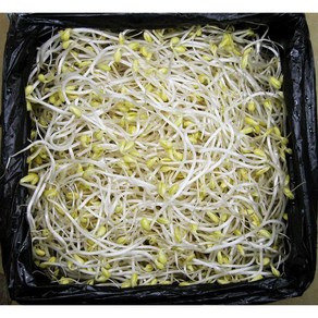 곱슬이 콩나물 3.5Kg(4Kg내외) 두절 일자 숙주 무침 아구찜 해장국 이강산닷컴, 1개, 3.5kg