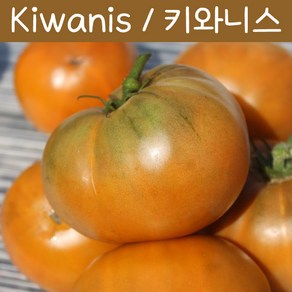 Kiwanis 키와니스 달콤한 Heiloom 희귀토마토 가보 토마토 교육용 체험용세트, 1개