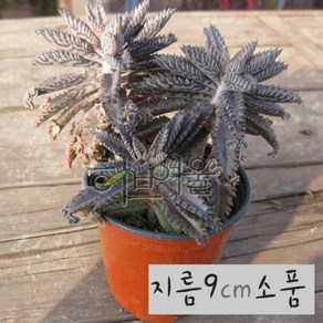 [불사조] 천손초 묵은둥이 (카랑코에 다이그레몬티나) 지름 9cm 소품 다육화분, 1개