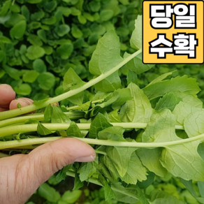 [당일수확] 어린 열무 아기 열무 공품 열무, 1박스, 어린 열무 2kg