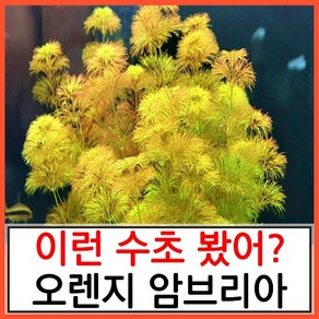 수초하우스) 오렌지 암브리아 12촉, 1개