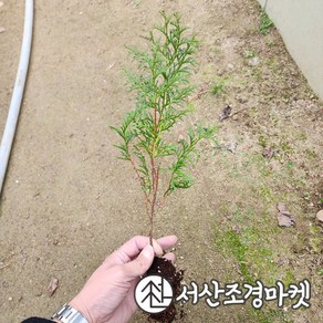 편백나무 묘목 실생3년 서산조경마켓, 20개